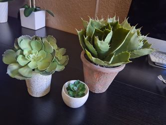 plastic succulents plants