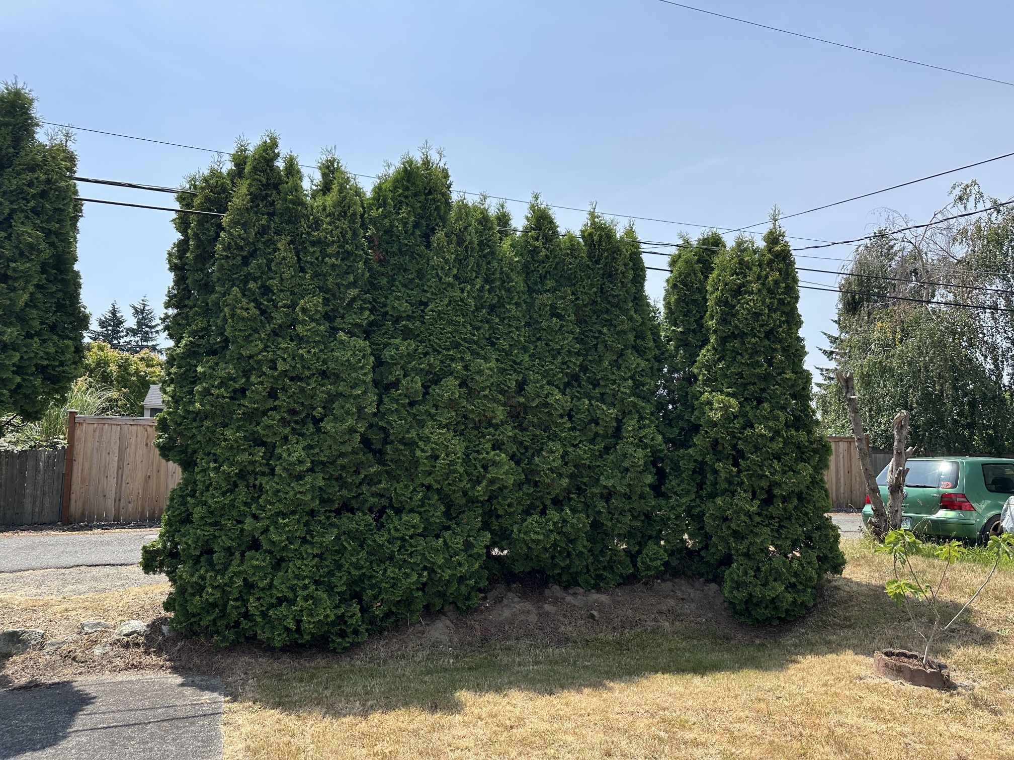 eastern arborvitae