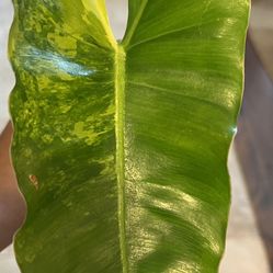 Variegated Burle Marx Philodendron 