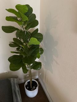 Plant