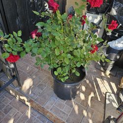 Red ROSES POT