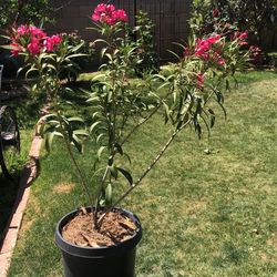 Pink Oleander (15gallons)