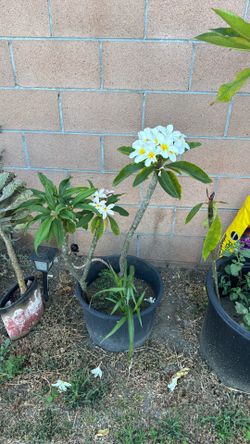 PLUMERIA PLANT IN POT