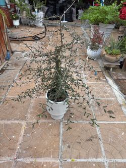 Operculicarya decaryi