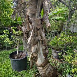 Big Coconut Trees With Coconuts