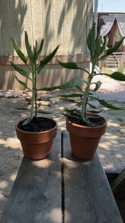 Mother of millions plant