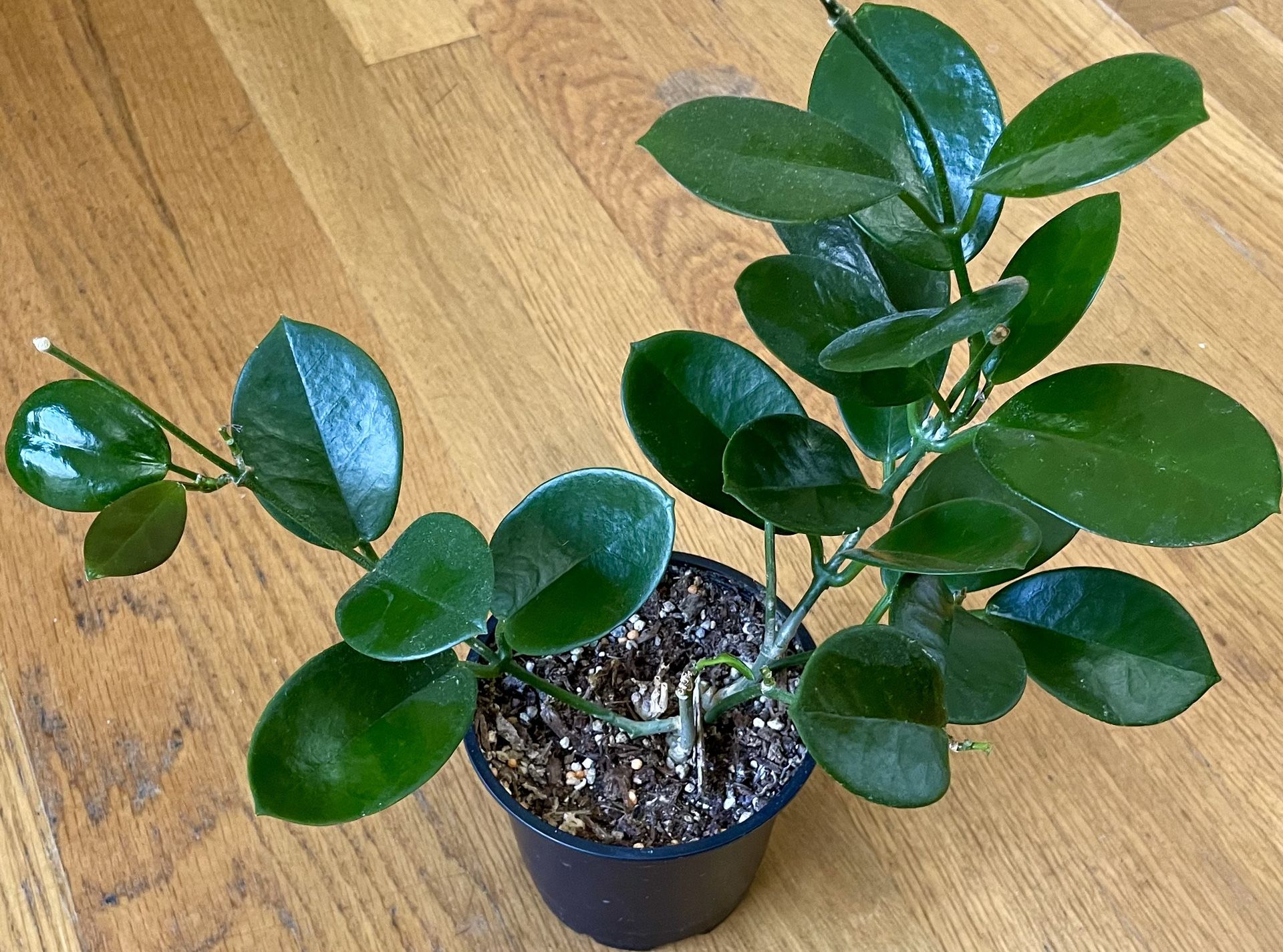 Non-Toxic Hoya Australis Plant / V-Day Sale ❤️/ Free Delivery Available