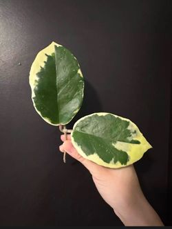 Hoya ilagorium Albo