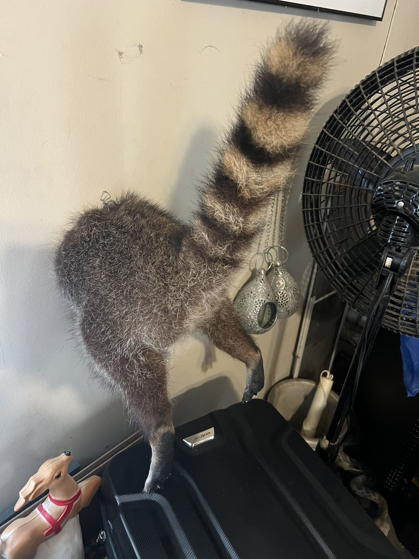 Raccoon Butt 