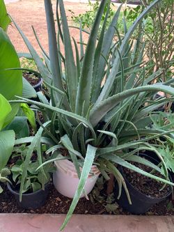 Need gone now today urgent sale plants
