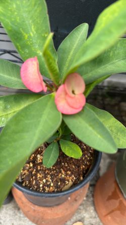Corona de Cristo pink Lili