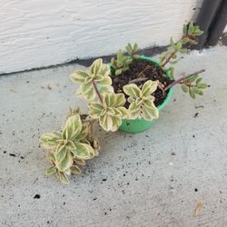 Potted Plant