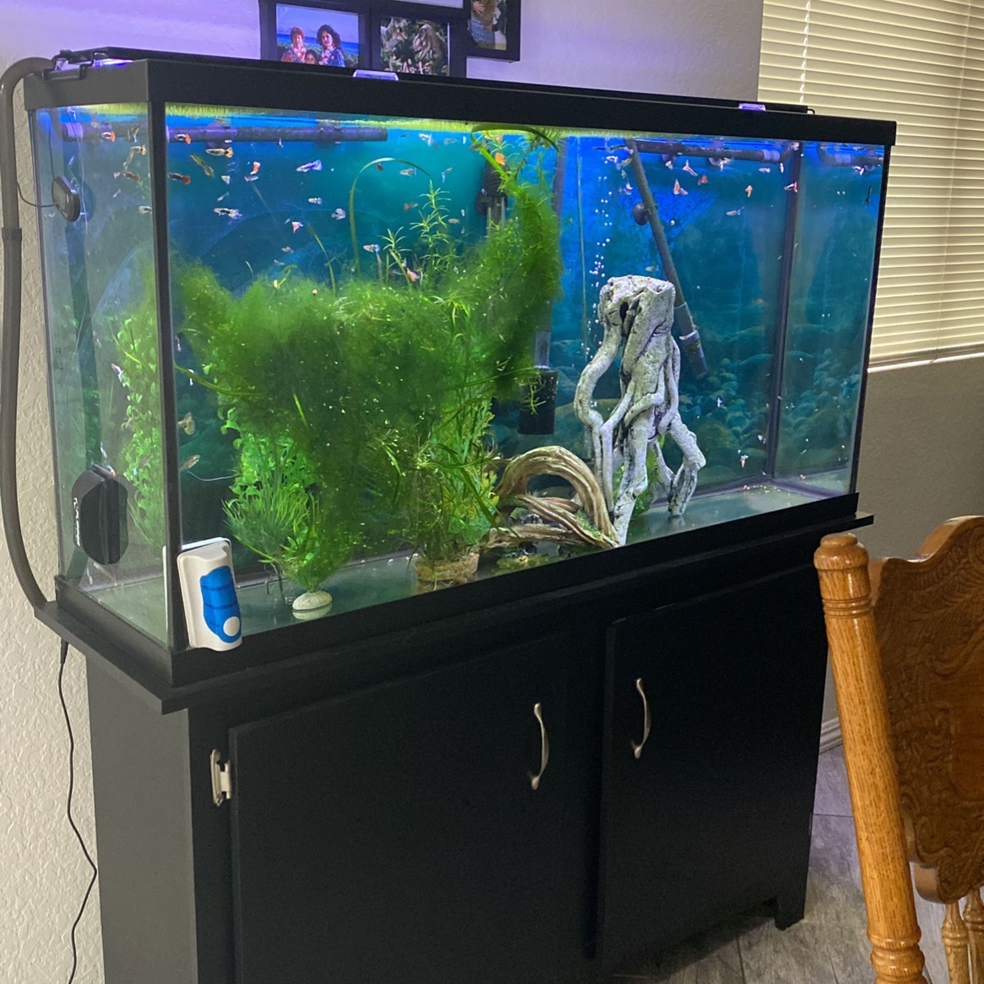 Fish Tank