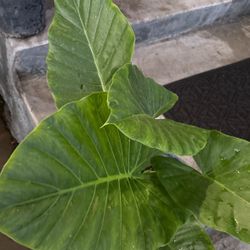 Elephant plant