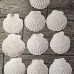 10 Sea Shells