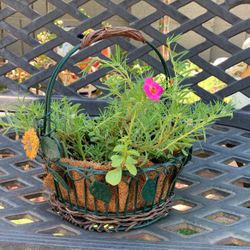 Small Planter Basket With two Plants $20 obo 