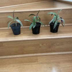 Mini house plants good for a kid or an adult
