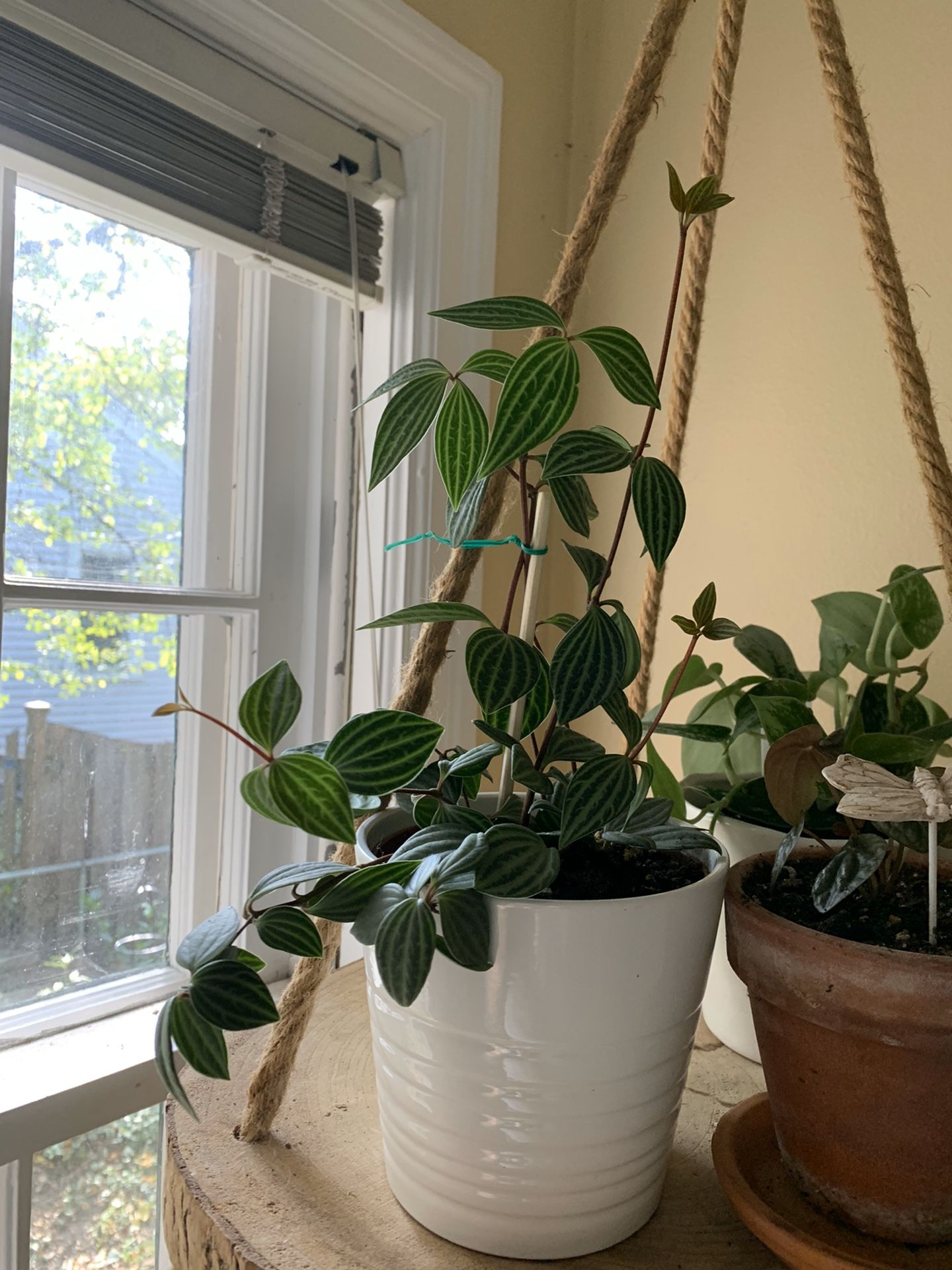 Unusual Pepernomia plants in white pot