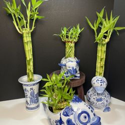 Tall Bamboo Plants In Chinoiserie Vases ($35 each )