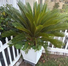 Sago Palm (Cycas revoluta)