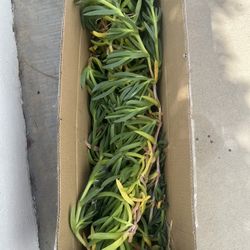 Fresh Cut Succulents 