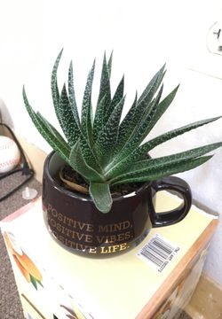 In n out nice plant