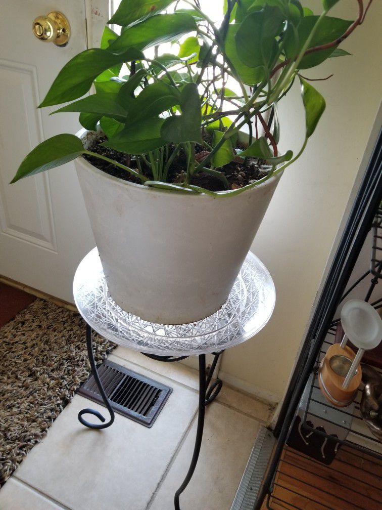 Live Plant Pots Ceramic And Plant Stand For Sale 