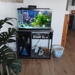 Complete Fish Tank With Fish