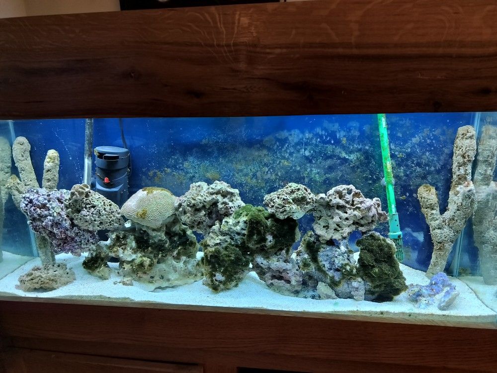 55 Gallon Saltwater Aquarium Fish tank 