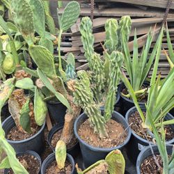 Cereus Monstrose Apple Cactus $25 - $40 Each MUST SELL