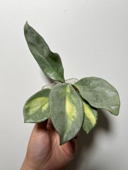Hoya Carnosa Argentea Princess