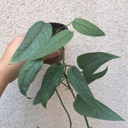 Beautiful Cebu Blue Pothos Plant