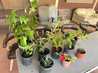 Plantas
