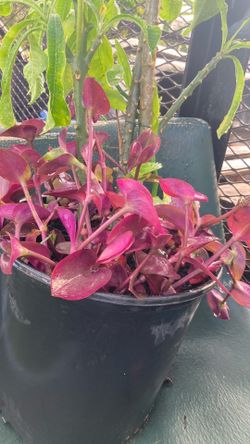 Plantas