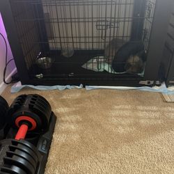 Dog Cage 