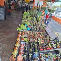 2/17-18 This Weekend Selection At Jason's Local Garden Located In New River Grove In Davie  5660 Griffin Road.  10% Off For Offerup Customers 
