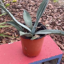 Blue agave Plant Or 3 For $20