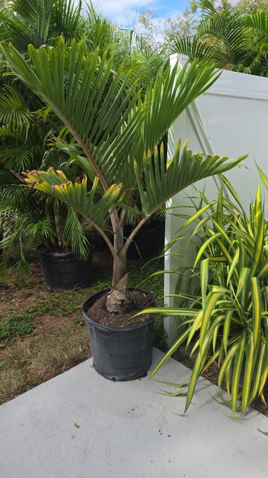 Bottle Palm Tree 15 Gal