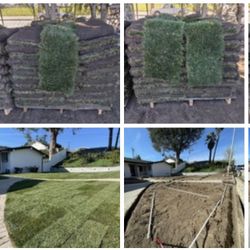 Sod And Sprinkler ✅