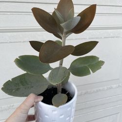 Beautiful Copper Succulent Plant With Pot