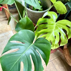 Monstera Plant In Large 3 Gallon Pot
