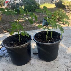 PLANTS SAVILA AND OTHERS