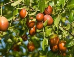 Sugar Cane Jujube Trees