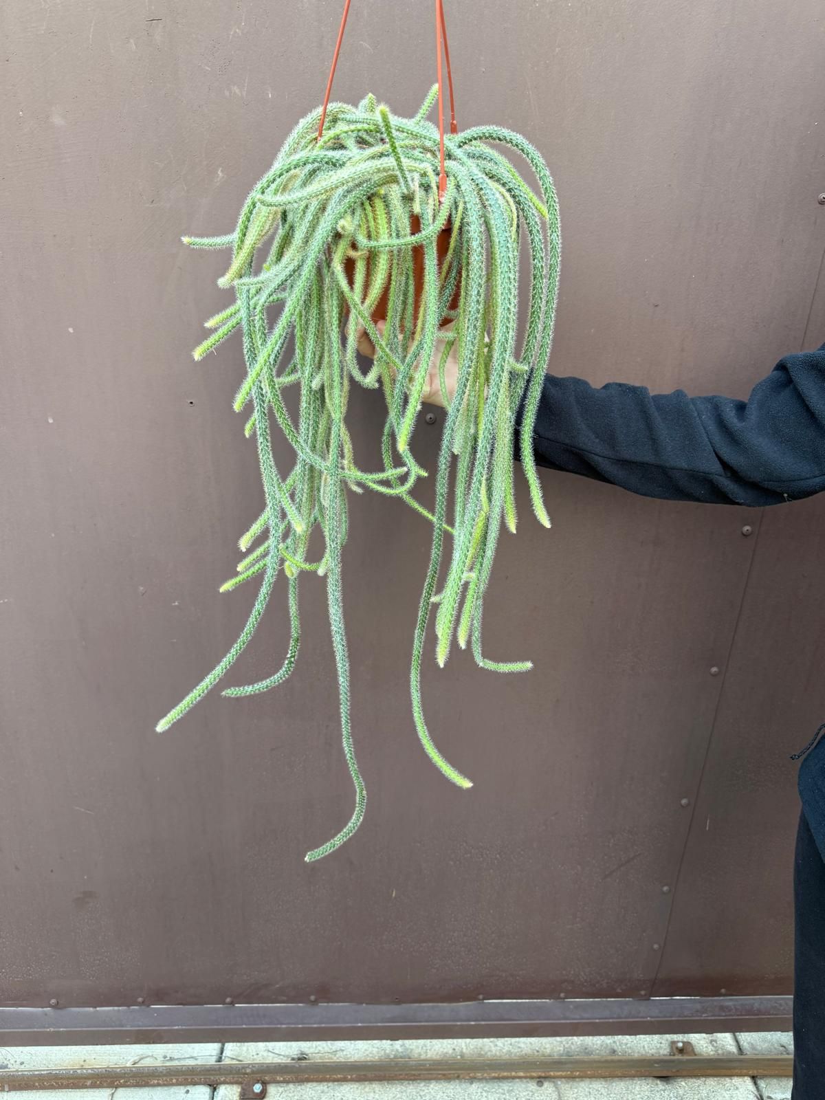 6” rat tail cactus 