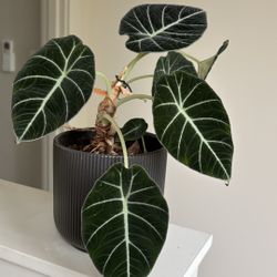 Plant alocasia Black Velvet
