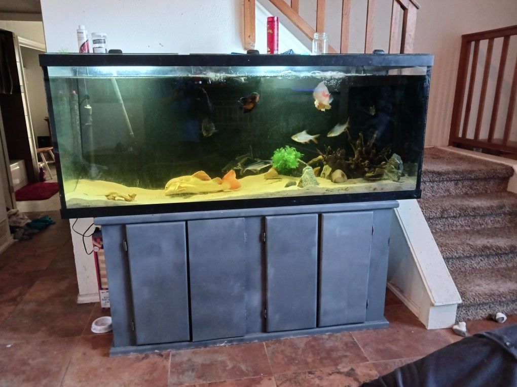 fish tanks for sale