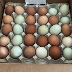 Fresh Eggs