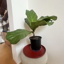 3 foot fiddle leaf fig