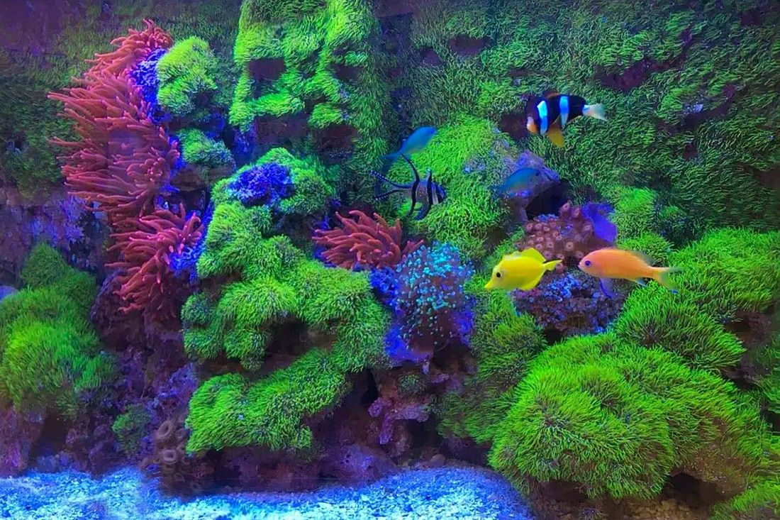 Green Star Palups Coral 