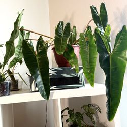 HUGE Philodendron Billietiae 